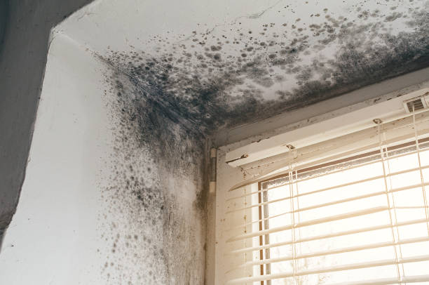 Affordable Commercial Mold Remediation solutions in Saluda, VA